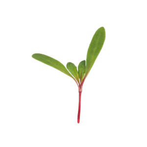 Beet