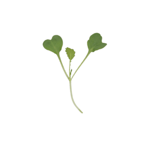 Purple radish