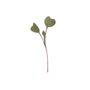 Kohlrabi