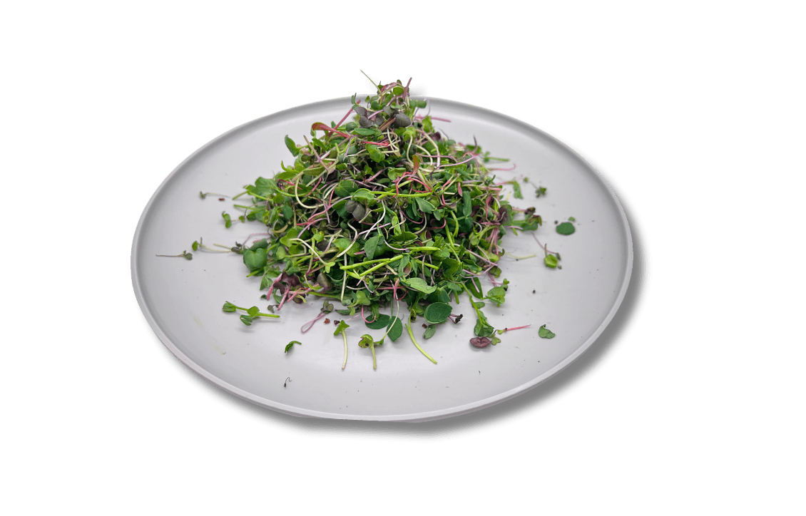 Plate of mixed FuelFoods microgreens ready to eat